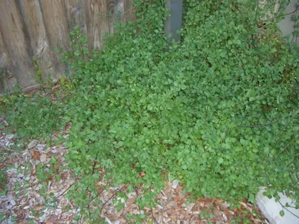 grass.jpg