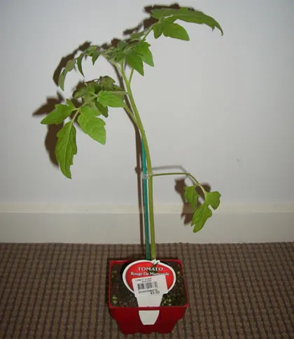 tomato.jpg