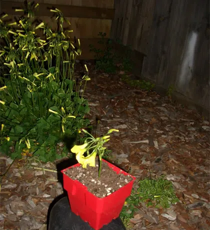 tomato04.jpg
